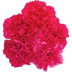 BLOOMS by H-E-B Assorted 5 Stem Carnations
