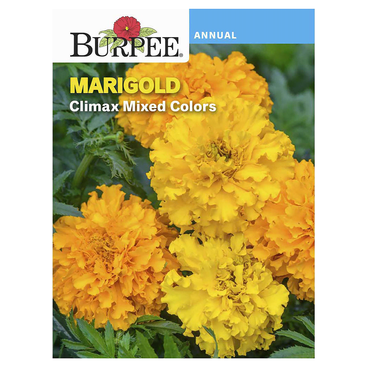 slide 1 of 5, Burpee Marigold Climax Hybrid Mix Seeds, 1 ct