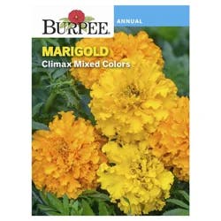 Burpee Marigold Climax Hybrid Mix Seeds