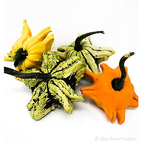 slide 1 of 1, Squidmo Gourd - Each, 1 ct