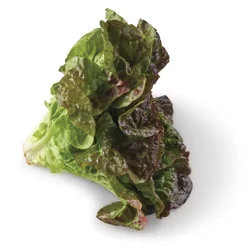 Fresh Organic Red Leaf Lettuce