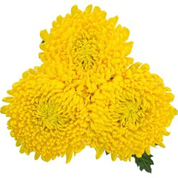 Blooms by H-E-B Assorted 3 Stem Spiders & Cremones