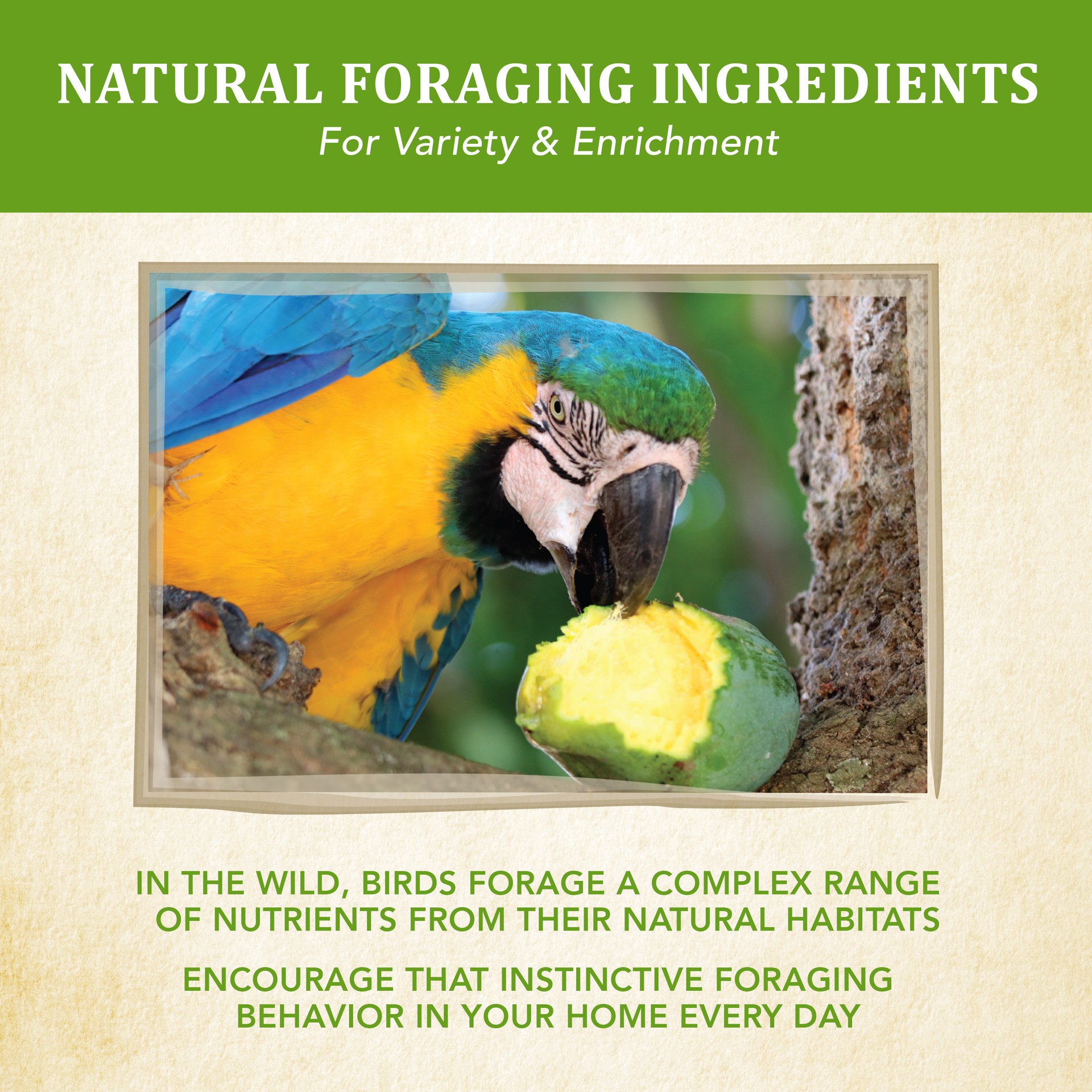 slide 5 of 10, Kaytee Food from the Wild, Macaw Food, 2.5 Pounds, 2.5 lb