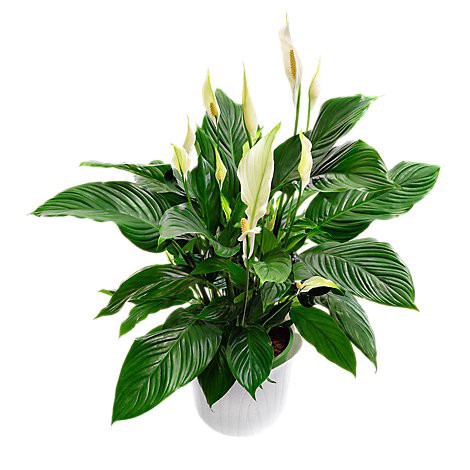 slide 1 of 1, Spathiphyllum - 6 INCH, 6 in