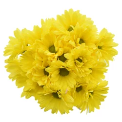 Bouque Consumer Bunch Pompom