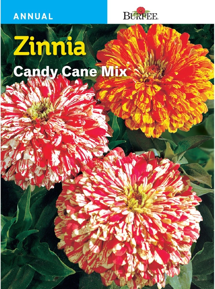 slide 1 of 1, Burpee Zinnia Candy Cane Seeds Mix - Multi-Color, 1 ct