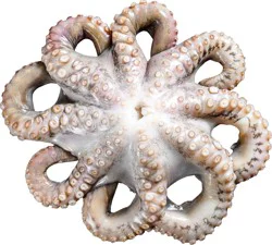 Whole Tenderized Octopus