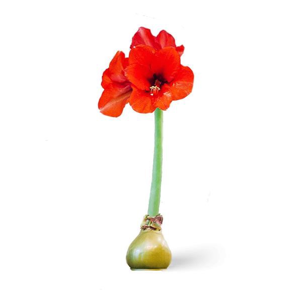 slide 1 of 1, Waxed Amaryllis, 1 ct