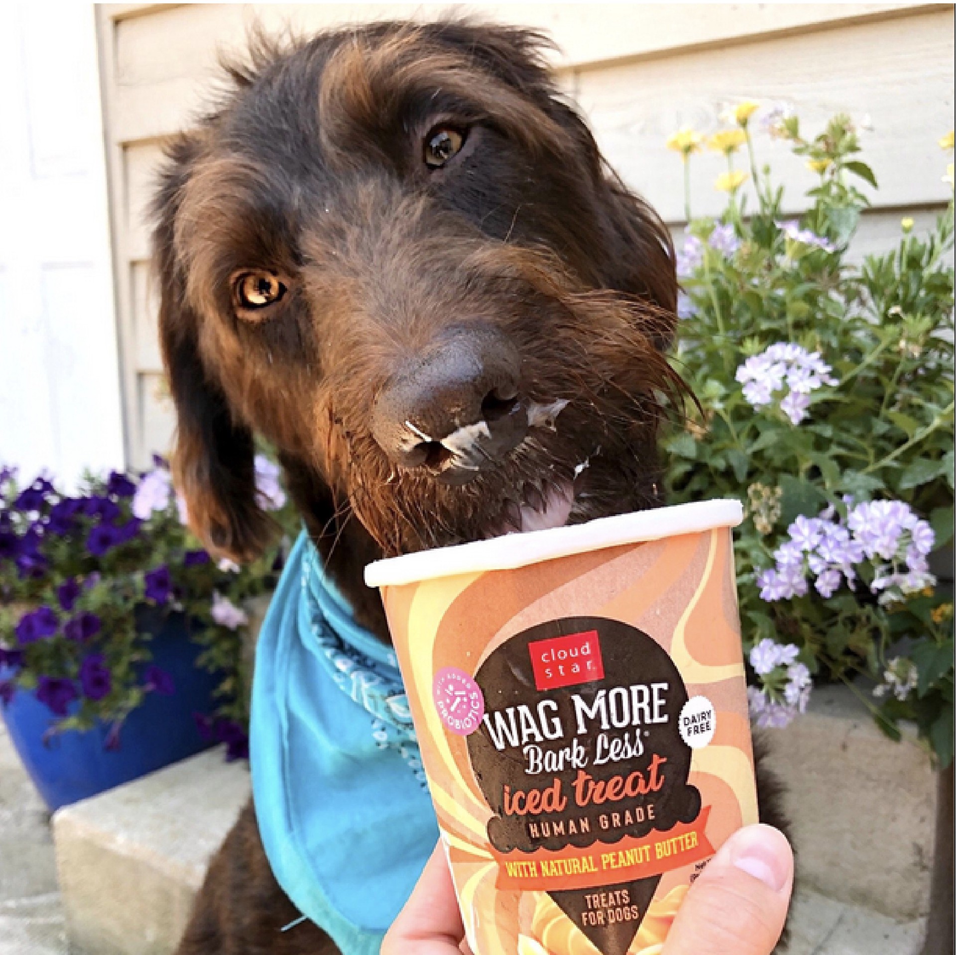 slide 7 of 8, Cloud Star Wag More Bark Less Iced Dog Treat, Peanut Butter, 12 oz. Tub, 12 oz