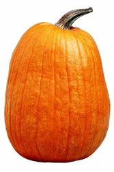 Og Pie Pumpkin