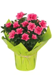 Assorted Azalea - Colors Vary