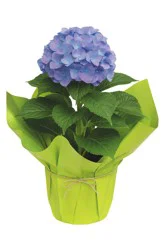 Assorted Hydrangea Plant, Colors Vary