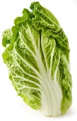 Napa Cabbage