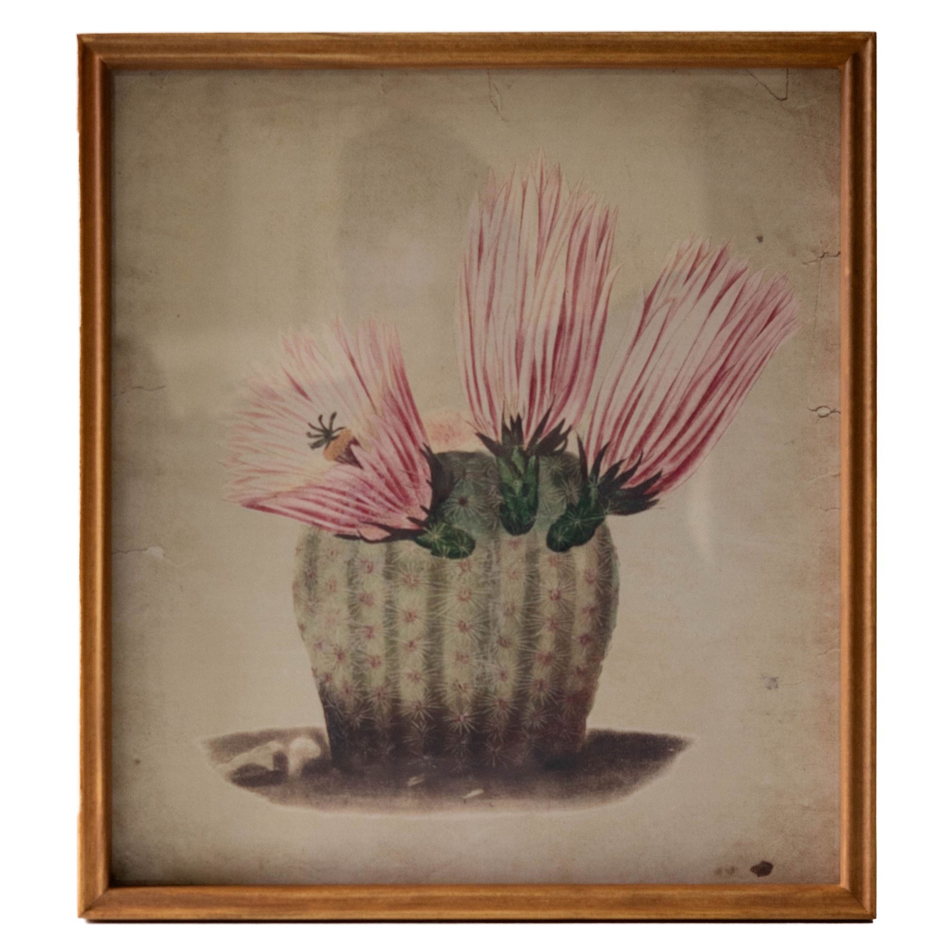 slide 1 of 1, Kalalou Pink Flower Cactus Wall Art, 14 in x 16 in