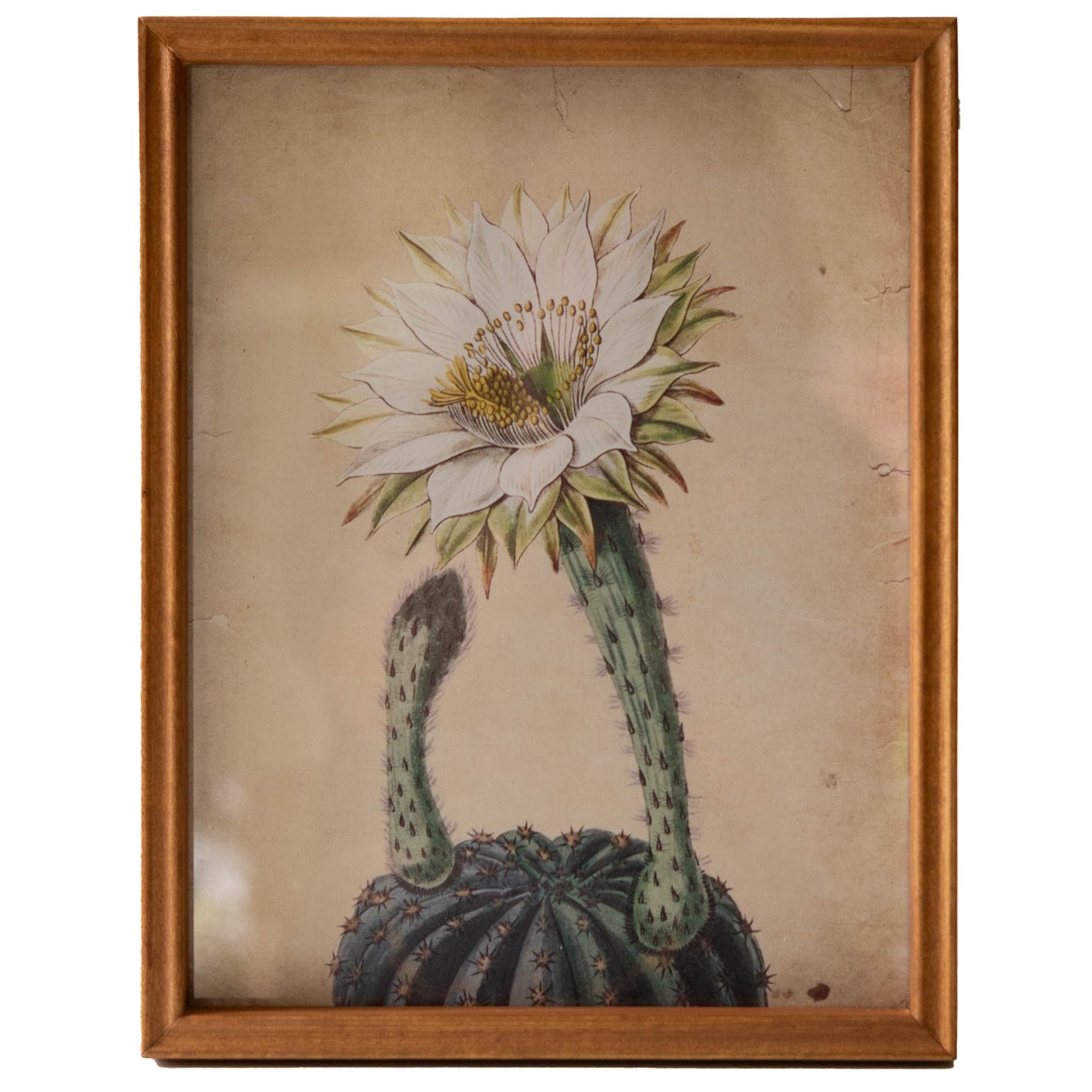 slide 1 of 1, Kalalou White Flower Cactus Wall Art, 11 in x 14 in
