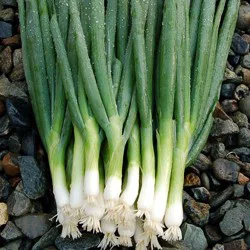 High Mowing Organic Seeds Onion Parade Bunching Seeds