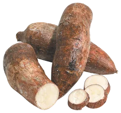 Yucca Root