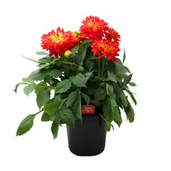 Dahlia Labella Maggiore Fun Flame