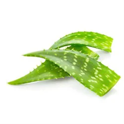 Aloe Vera Leaves