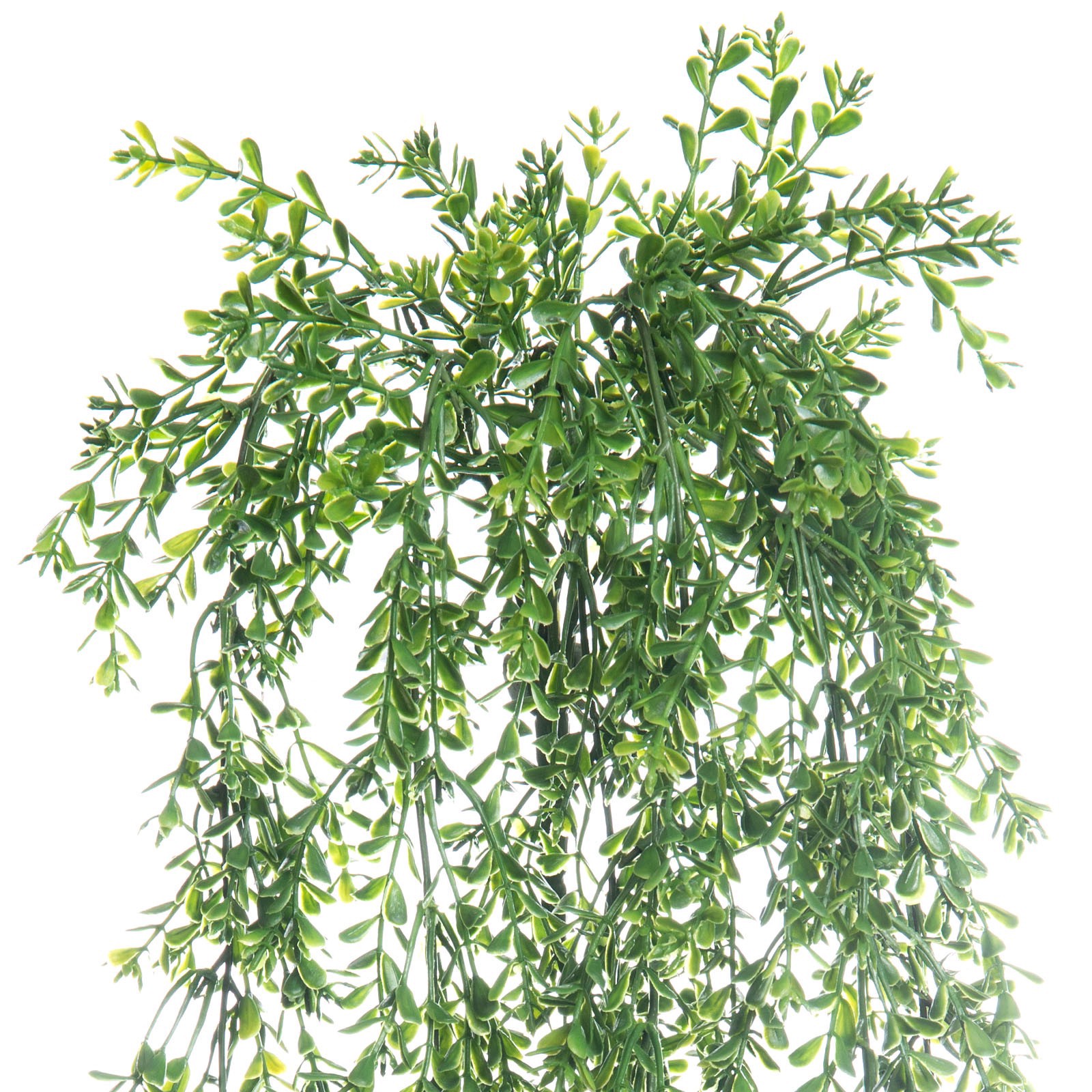 slide 2 of 4, Green Boxwood Bush By Ashland, 6 in x 3 in x 23 in