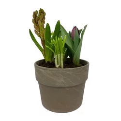 6" Bulbgarden Clay