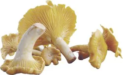 Monterey White Chanterelle Mushrooms