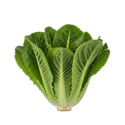 Tanimura & Antle Lettuce, Artisan Romaine