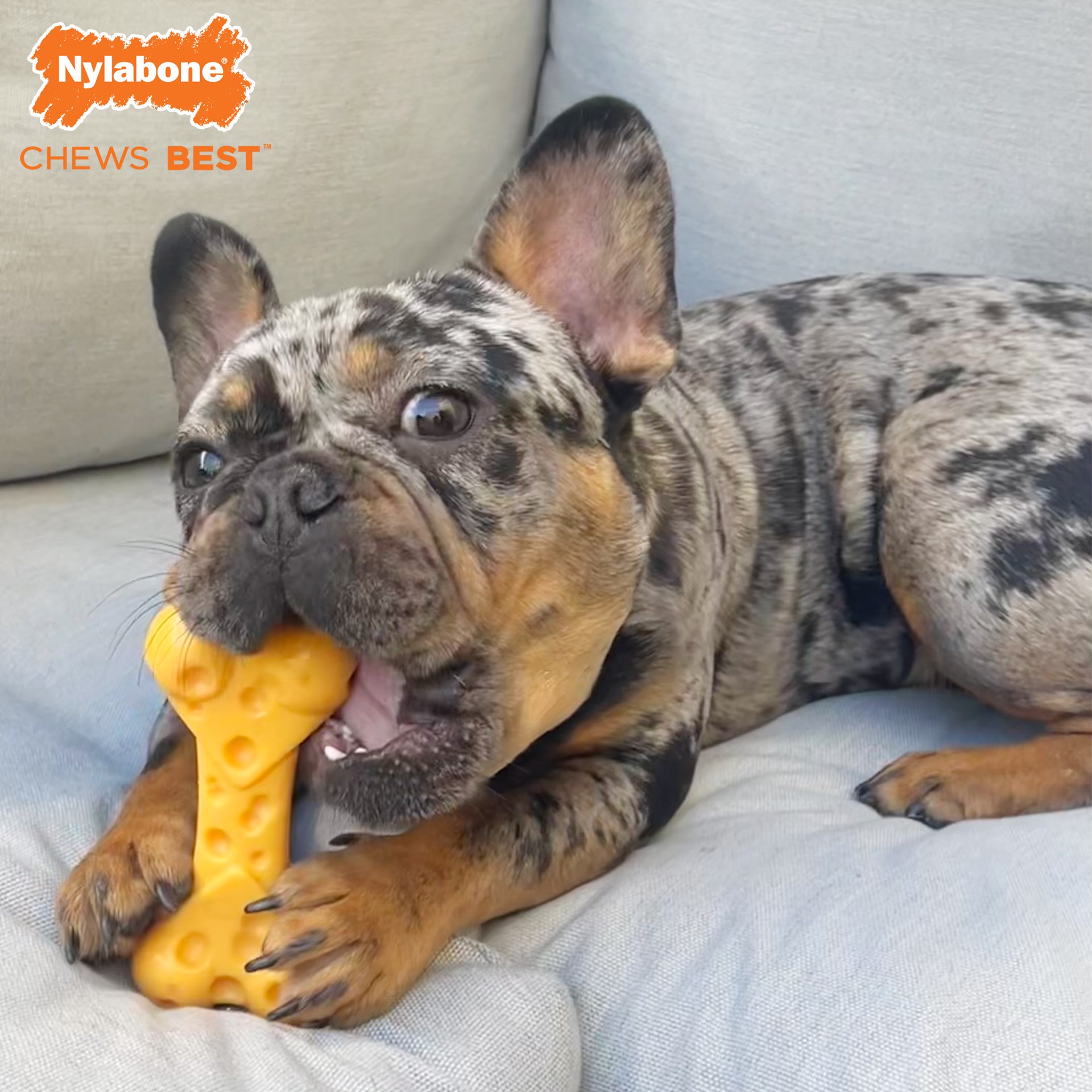 slide 4 of 10, Nylabone Power Chew Cheese Dog Toy Cheese Medium/Wolf - Up to 35 lbs.(1 Count), 1 ct