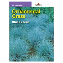 Burpee Perennial Ornamental Grass Blue Fescue Seeds