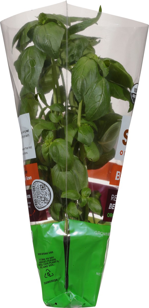 slide 3 of 10, Soli Organic Basil 1 ea, 1 ct
