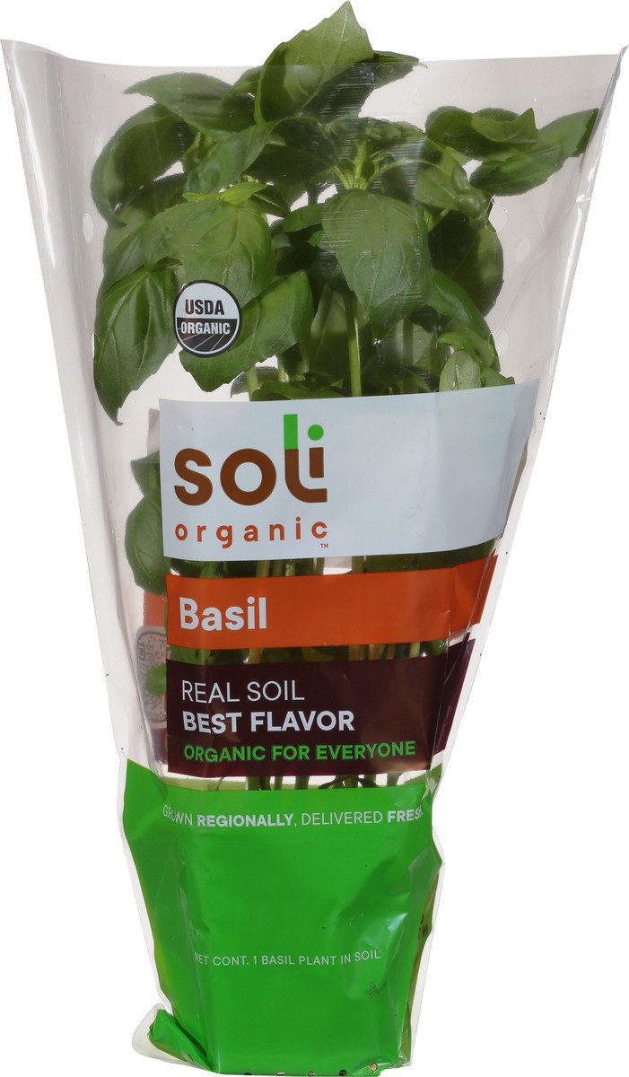 slide 6 of 10, Soli Organic Basil 1 ea, 1 ct