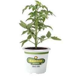 Bonnie Plants Tomato Black Prince