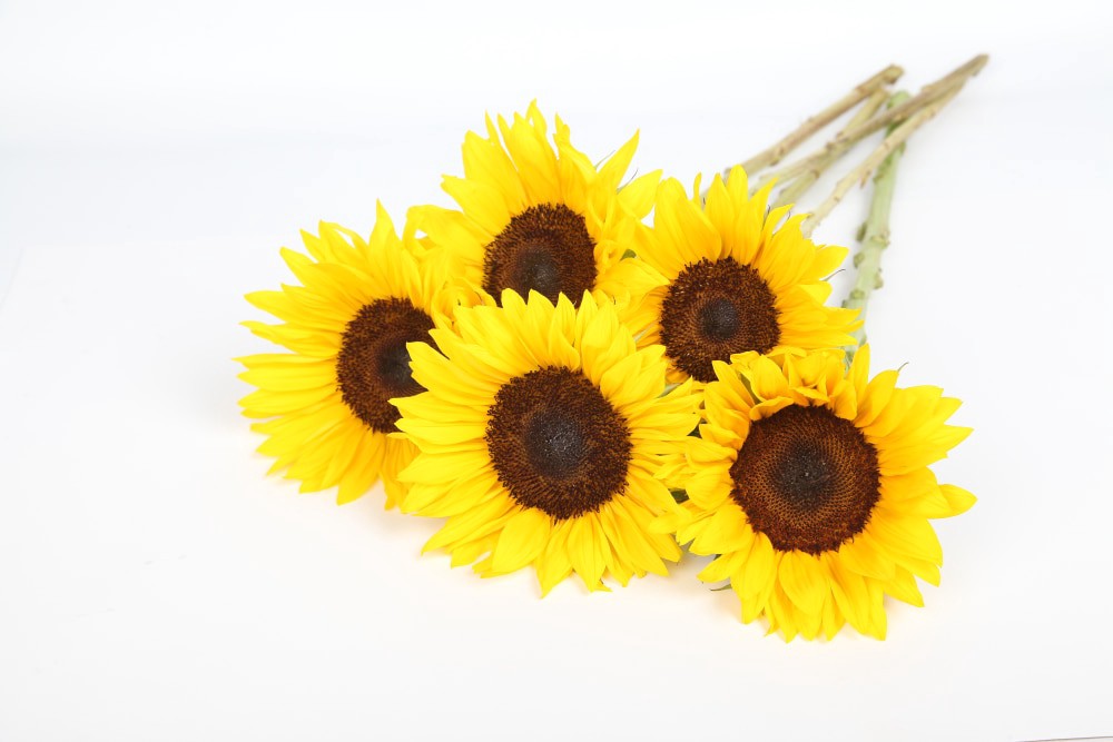 slide 1 of 1, Sunflower Bunch, 1 ct