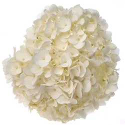 Bouque Consumer Bunch Hydrangea