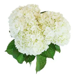 3St Dl Hydrangea White - Ea