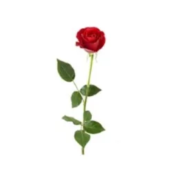 55cm Single Rose With Gyp