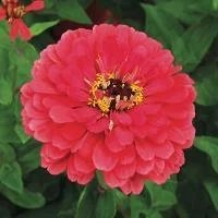 High Mowing Organic Seeds Zinnia Giant Coral Og