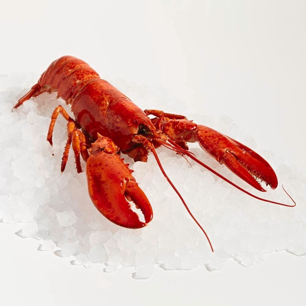 slide 1 of 1, Whole Cooked Lobster, 1 ct