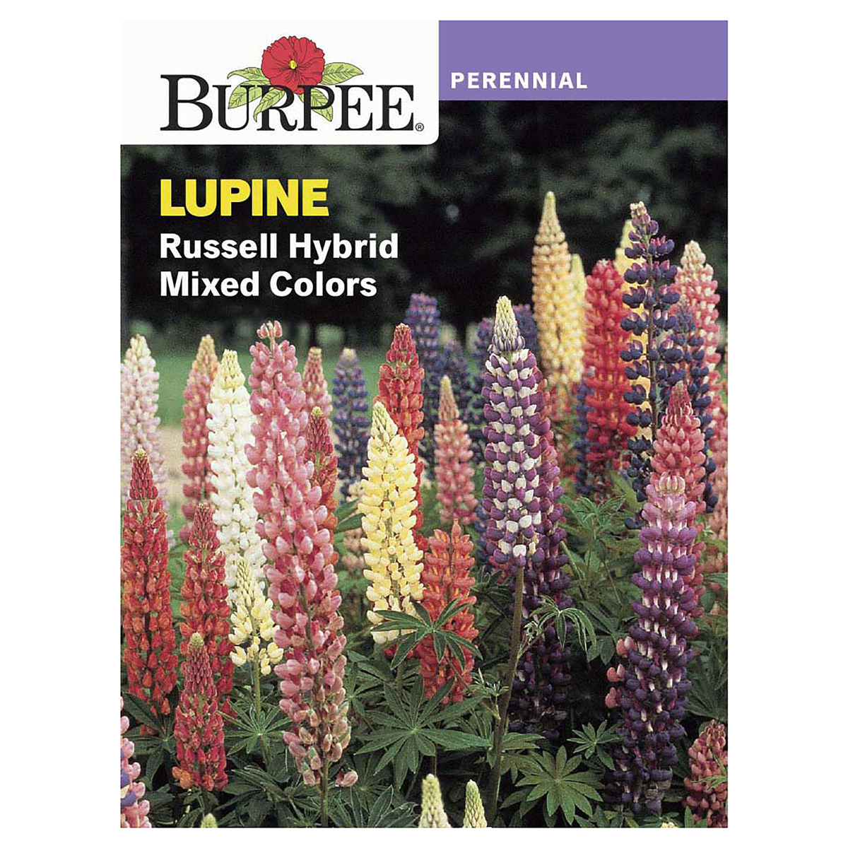 slide 1 of 5, Burpee Russell Hybrid Mixed Colors Lupine Seeds, 1 ct