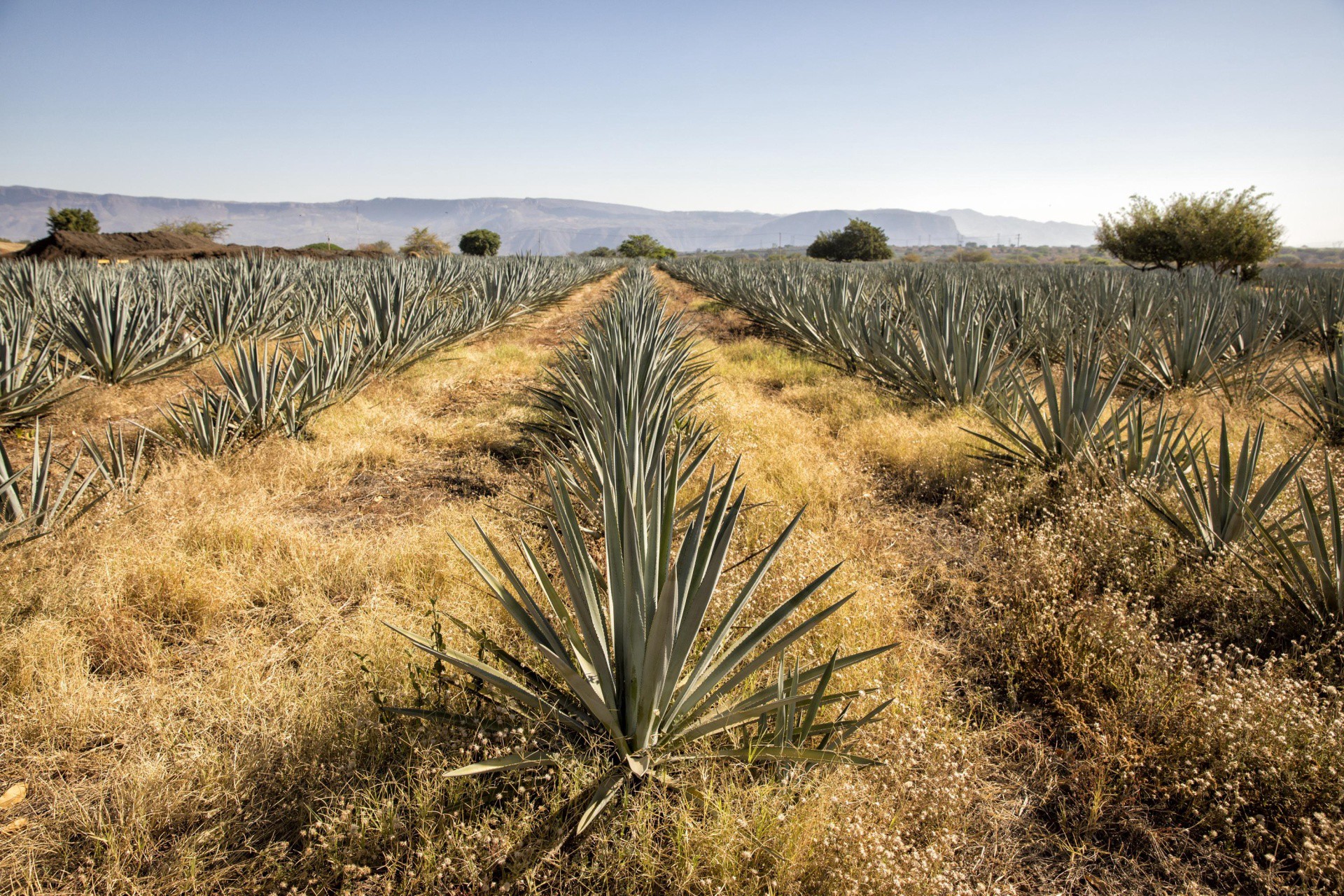 slide 7 of 8, El Jimador Reposado Tequila 1.75 L Bottle, 80 Proof, 1750 ml