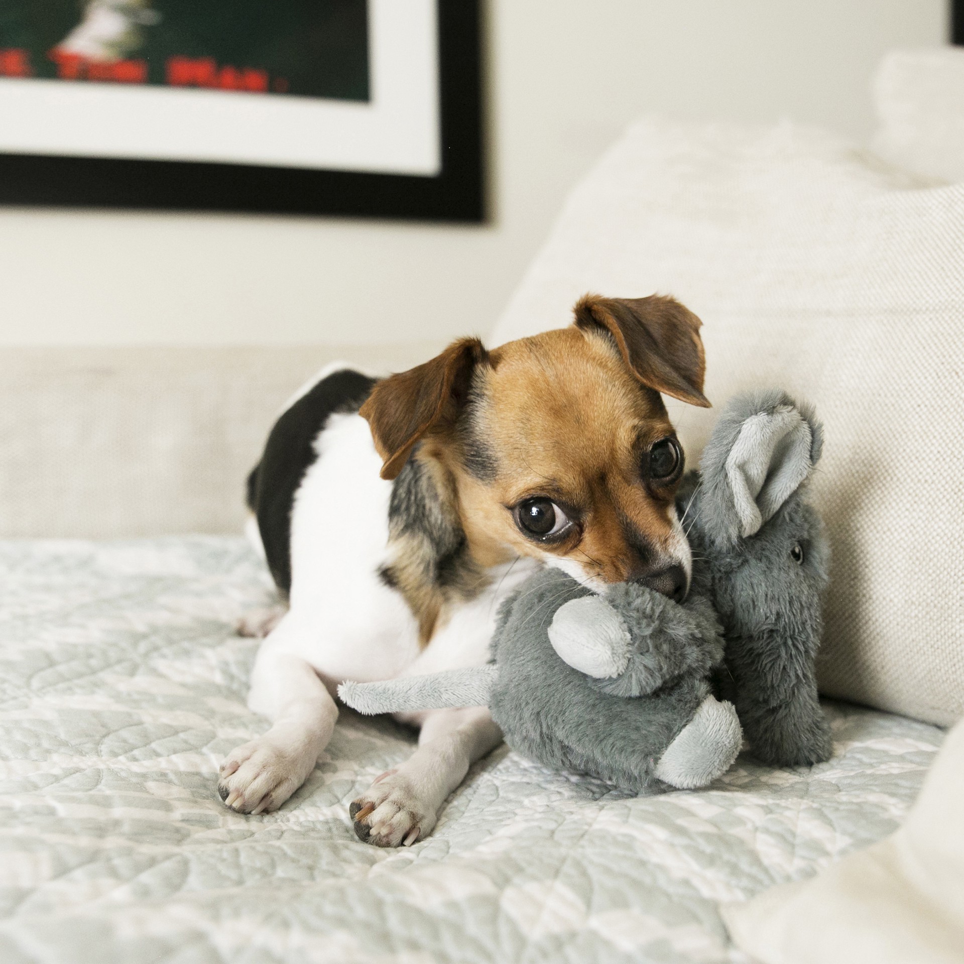 slide 3 of 3, KONG Kiddos Comfort Elephant Dog Toy - Gray - XS, 1 ct