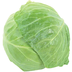 Green Cabbage