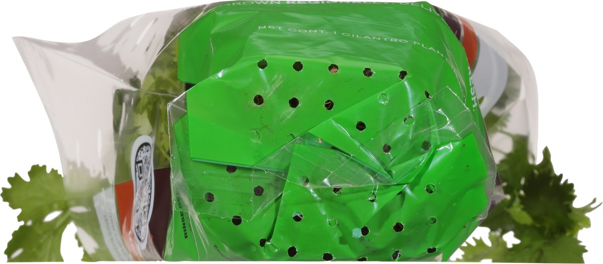 slide 7 of 10, Soli Organic Cilantro 1 ea, 1 ct