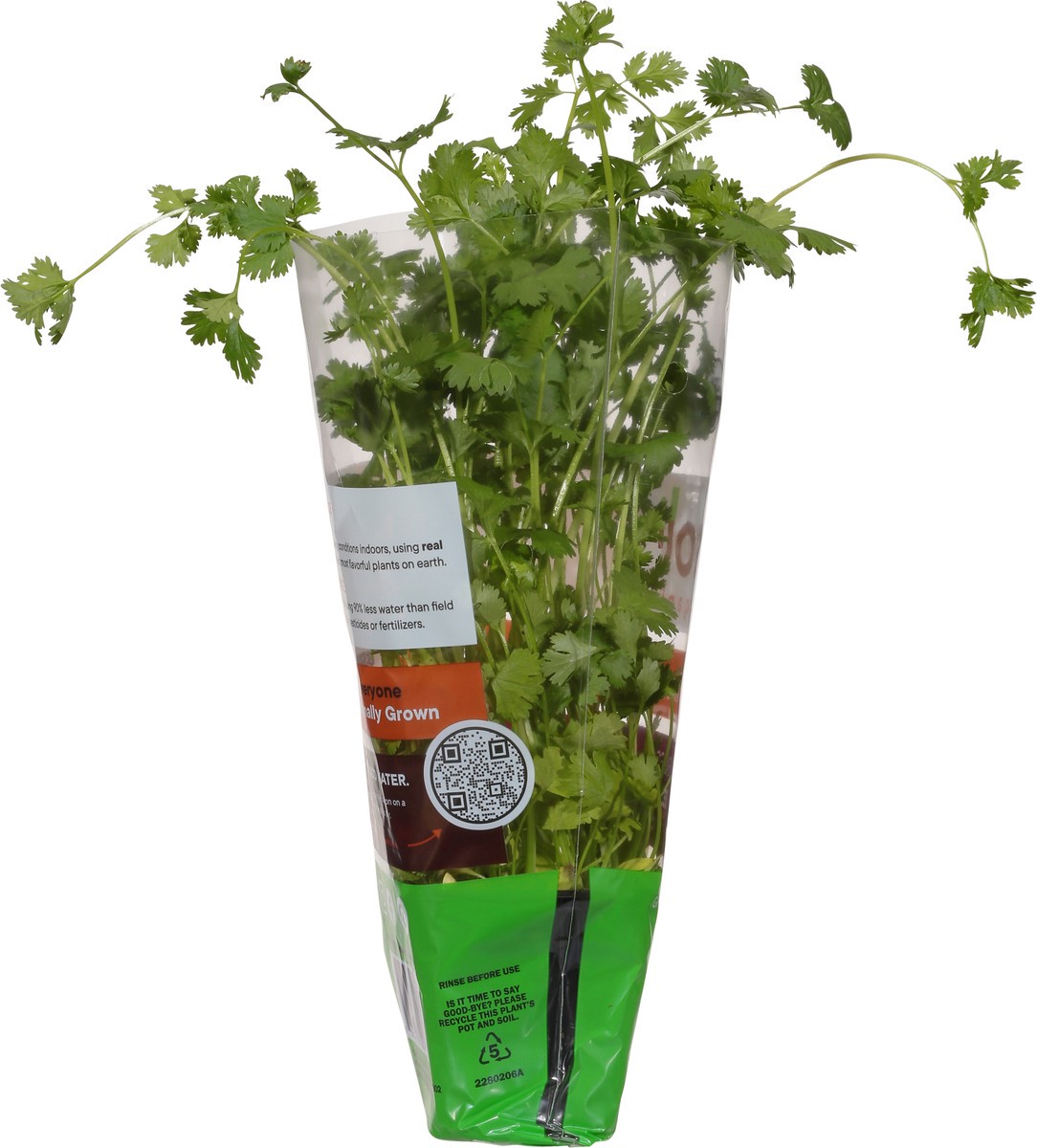 slide 9 of 10, Soli Organic Cilantro 1 ea, 1 ct