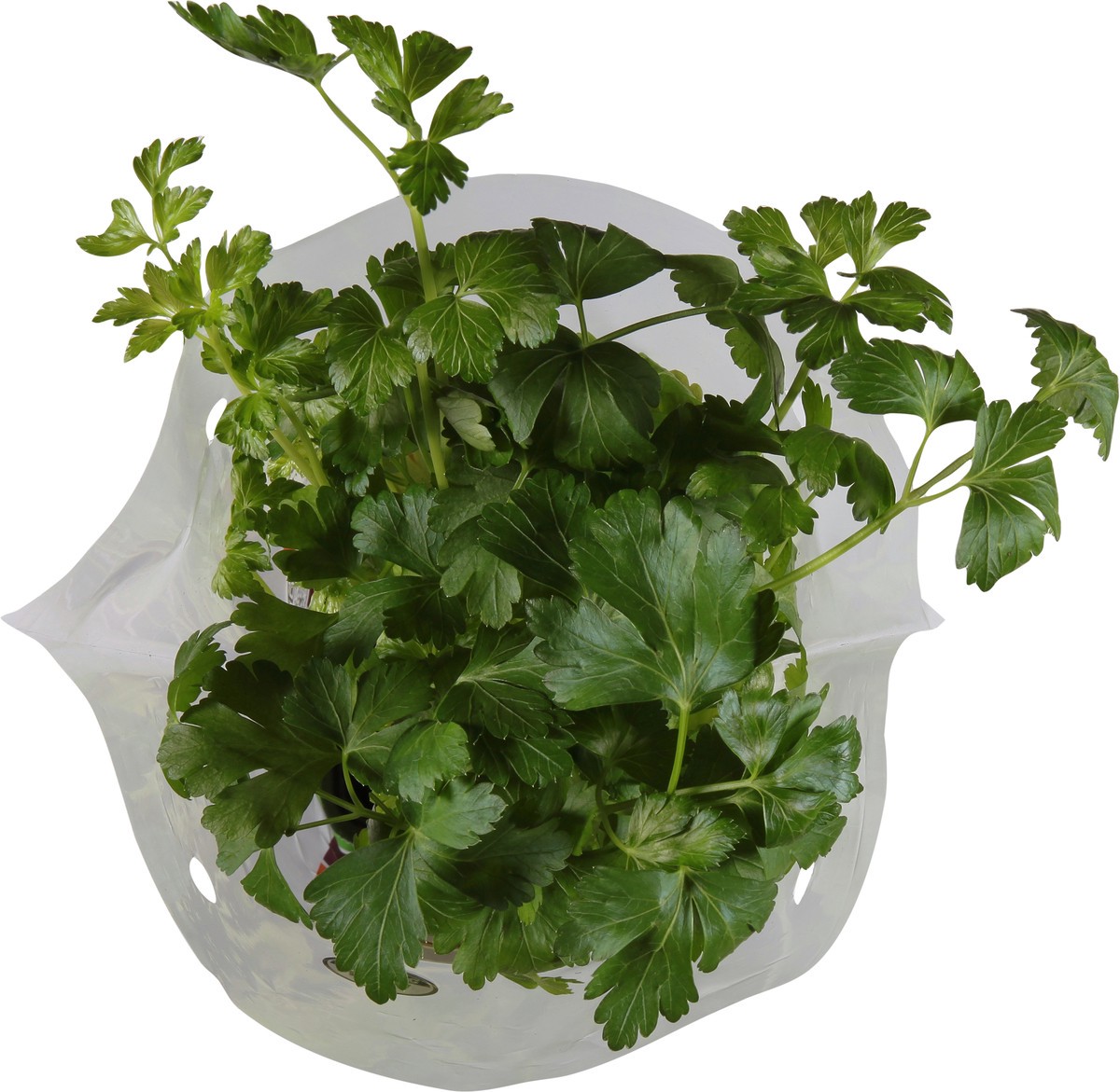 slide 6 of 10, Soli Organic Cilantro 1 ea, 1 ct