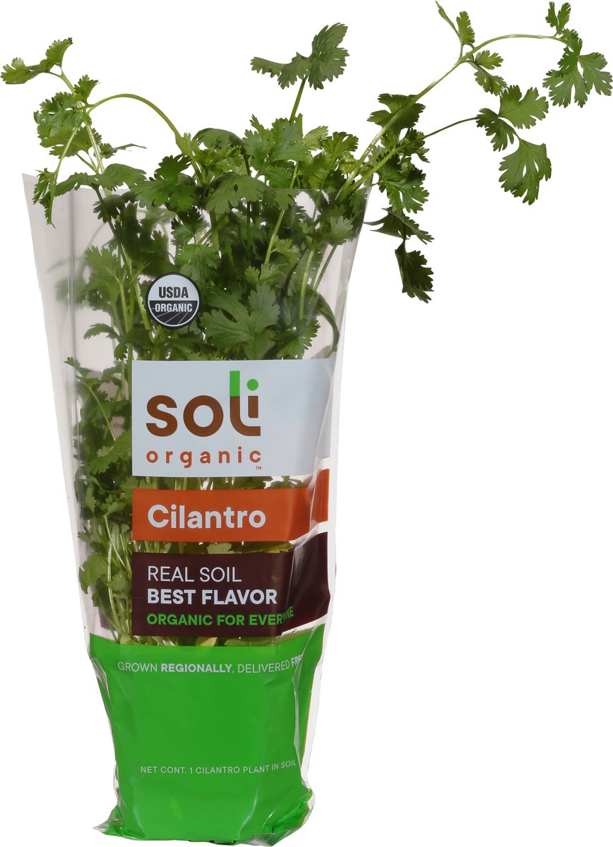 slide 10 of 10, Soli Organic Cilantro 1 ea, 1 ct
