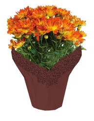 Everyday Mum Assorted Potted Plant