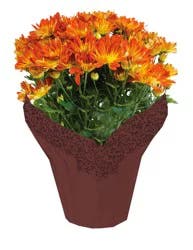 Everyday Mum Assorted Potted Plant
