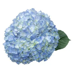 Bloom Haus Hydrangea