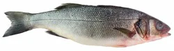 Fresh Whole Branzino